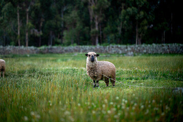 sheep, sheep, wool, lamb, grass, grass, meat, ovine, cattle