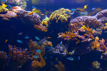 Vibrant aquarium with diverse fish species and colorful coral formations. Awesome underwater nature