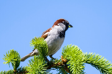 Sperling Männchen auf einer Fichte	