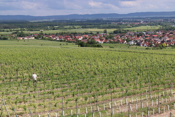 Winzer im Weinberg. Weinbergsarbeit.