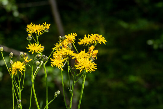 YELLOW FLOWERS OF CREPIS BIENNIS IN A MEADOW
