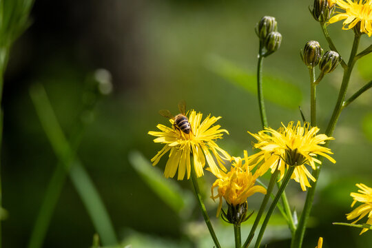YELLOW FLOWERS OF CREPIS BIENNIS IN A MEADOW