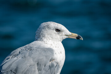 A Portrait of a Seagull