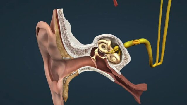 human ear anatomy