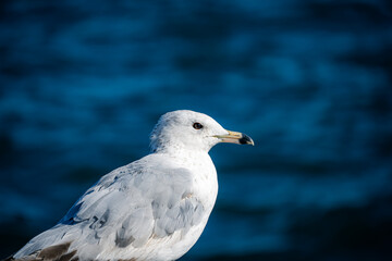 seagull on the beach