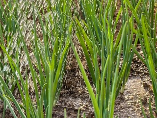 Watering onions in the garden