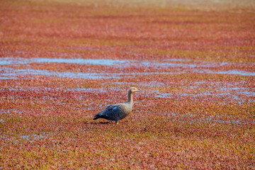 goose in a red pond