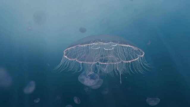 Jellyfish