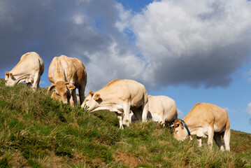 Vaches de la race Blonde d'Aquitaine dans les Pyrénées atlantiques, France