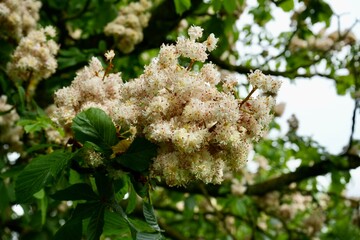 Common Horse Chestnut Flowers in a tree. Aesculus Hippocastanum. 