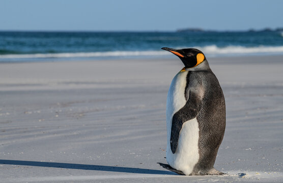 Kingpenguin on the beach