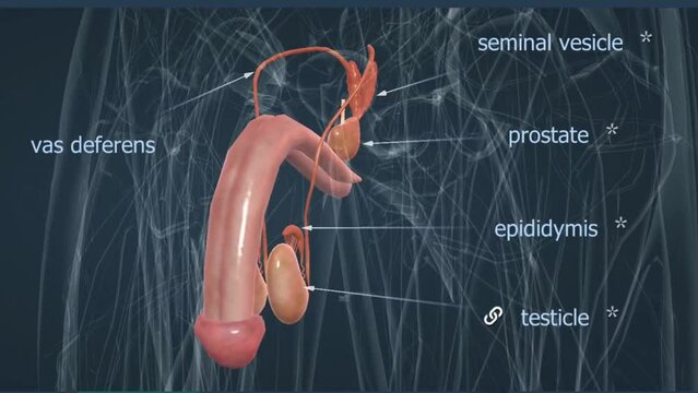 Male Reproductive System