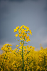 Obraz premium storm clouds over a yellow rape field. blooming field against rainy sky. yellow rapeseed field against rainy sky. close-up of flowering canola against a rainy sky
