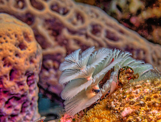 Spirobranchus giganteus, Christmas tree worms