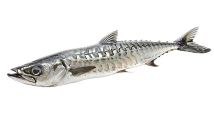 Obraz premium Barracuda Fish Isolated