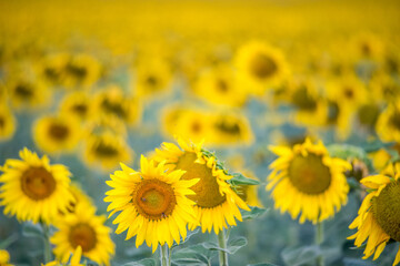 Sunflowers in a Field in Seville, Spain