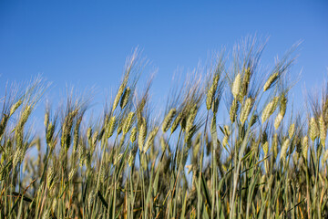 Obraz premium Wheat Stalks in Seville, Spain