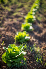 Organic Lettuce Farm in Seville, Spain