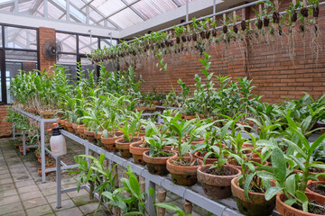 Rows of orchid trees seeding orchids. Orchids with superior varieties. Orchid in clay pot. Orchids are hung on the wall