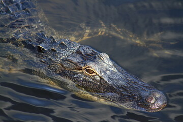 Florida Alligator