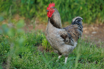 A majestic rooster with a brightly colored comb stands proudly amidst green grass