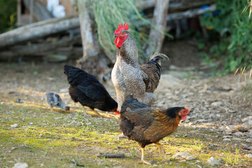 A majestic rooster with a brightly colored comb stands proudly amidst green grass
