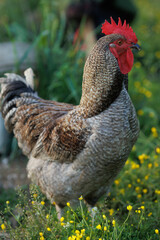 A majestic rooster with a brightly colored comb stands proudly amidst green grass