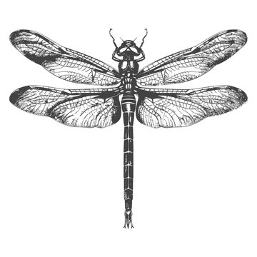 Detailed Dragonfly Illustration, Vintage Style Insect Drawing on White.