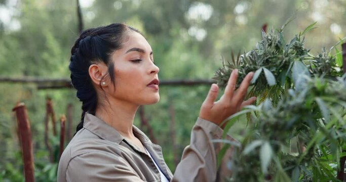 Woman, marijuana and farm inspection in nature, checking quality and sustainable eco friendly environment or growth. Alternative medicine, cbd strains and cannabis plant, thc and monitoring outside