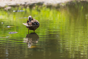 Male and female ducks swim in the water on a pond in the setting sun
