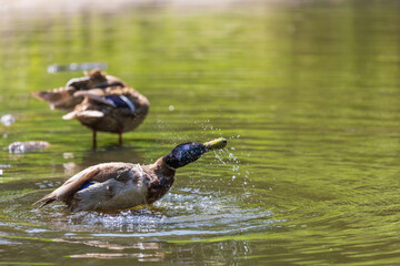 Male and female ducks swim in the water on a pond in the setting sun
