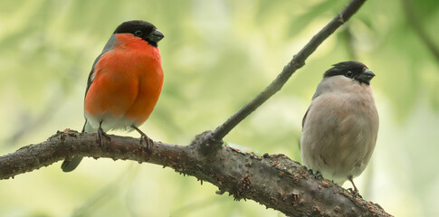 Male and female of bullfinches are perching on a tree branch
