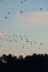 Birds Flying at Sunset
