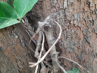 Banyan tree growing on another 
tree trunk. Its seeds germinate in the hollow of the trees and slowly cover the whole tree. It can also be called a parasitic tree. Banyan tree roots.
