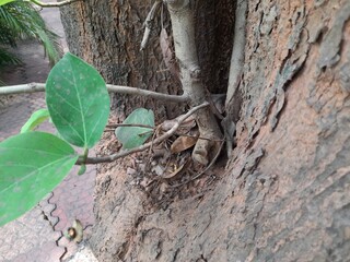 Banyan tree growing on another 
tree trunk. Its seeds germinate in the hollow of the trees and slowly cover the whole tree. It can also be called a parasitic tree. Banyan tree roots.
