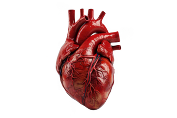 3D illustration of a human heart on transparent background