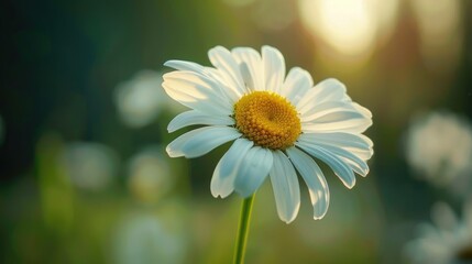 Fototapeta premium A beautiful chamomile flower up close with a blurred background