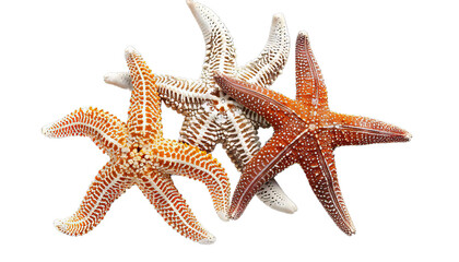 Starfishes Isolated