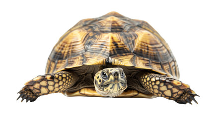 Fototapeta premium Adult turtle, facing the camera