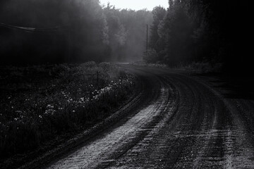 country road in spring evening sunset light. White dandelion seed heads on road side shines bright