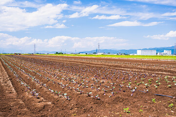 野菜畑の紫キャベツ
