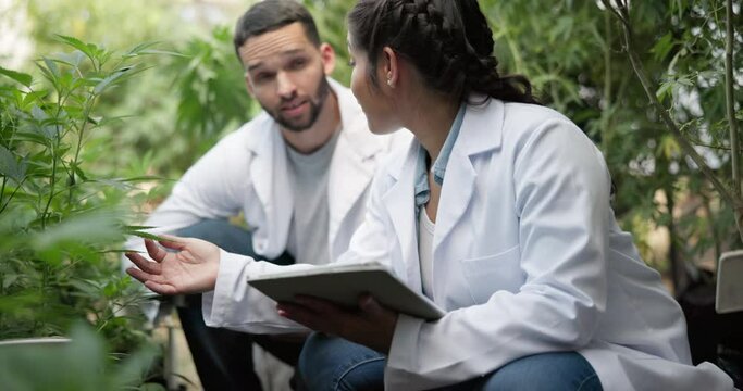 Greenhouse, talking and scientist with tablet for plant research, agriculture and cannabis inspection. Teamwork, biologist or clipboard with lab coat, production check or indica growth sustainability