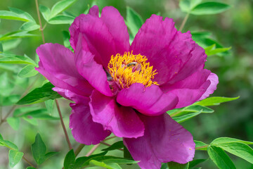 Purple tree peony blossoms in spring botanical garden. Floral background of delicate flower paeonia suffruticosa. Magenta against of green leaves. Blooming shrub large buds in family paeoniaceae.
