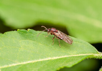 Winged wood ant