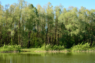a lake with a few green trees in the background 