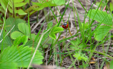 a ladybug is on the ground in the grass