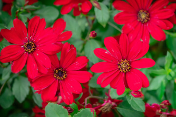 red flowers in the garden