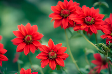 red flowers in the garden