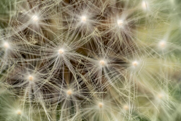 Fototapeta premium Dandelion seeds