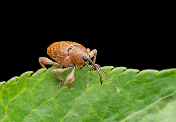 Acorn weevil